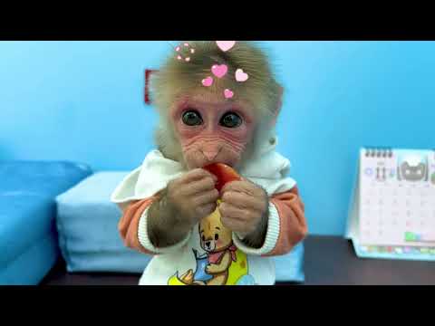 Bibi the Little Monkey Goes to the Market to Choose Fresh Food 🐒🛒