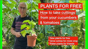 How to take Cucumber & Tomato cuttings – grow new plants for free!