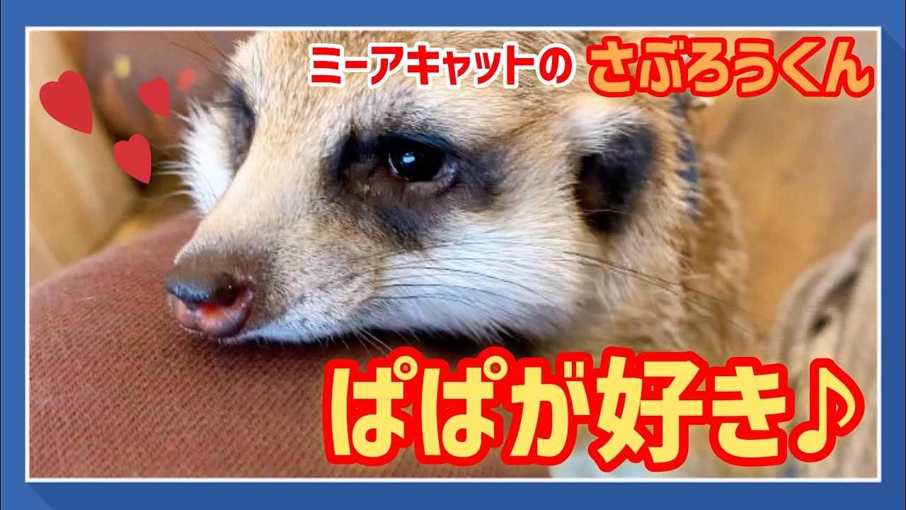 ミーアキャットさん ミーアキャットさん】覚えてる？？元飼育員であるパパっちょが