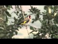 Parque Natural Los Alcornocales. Cuando el cielo también se estrecha ESPAÑOL