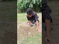 Field rat hunting #survival #hunting #animals #shorts #killing #farmer #hunt #agriculture #rattrap