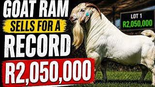 MOST EXPENSIVE GOAT EVER! | R2,050,000 SOLD !!!