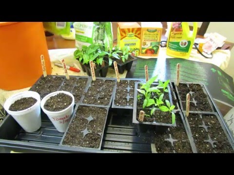 (1 of 9) Growing Tomatoes & Peppers: When to Seed Start, Starting Mix, Light, Watering & Feeding 