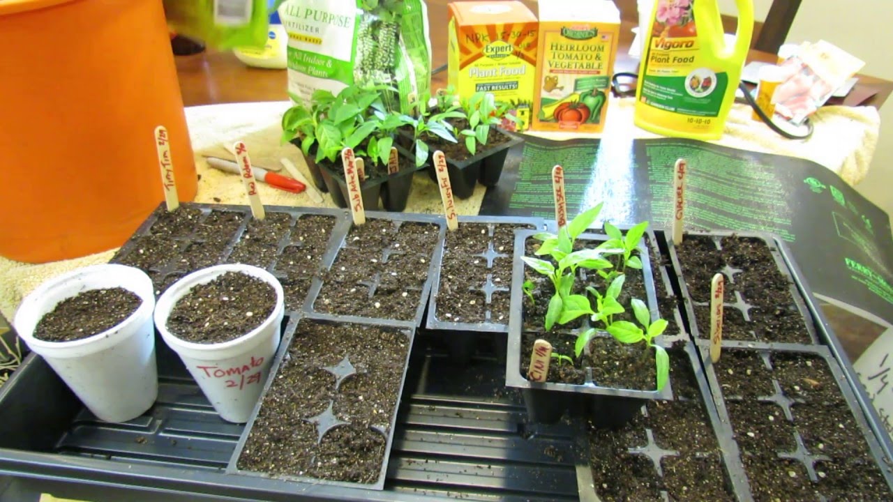 (1 of 9) Growing Tomatoes & Peppers: When to Seed Start, Starting Mix