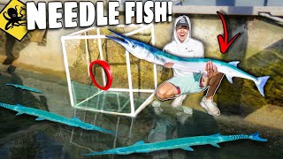 24 Hour FISH TRAP Catches NEEDLE FISH for my SALTWATER POND!