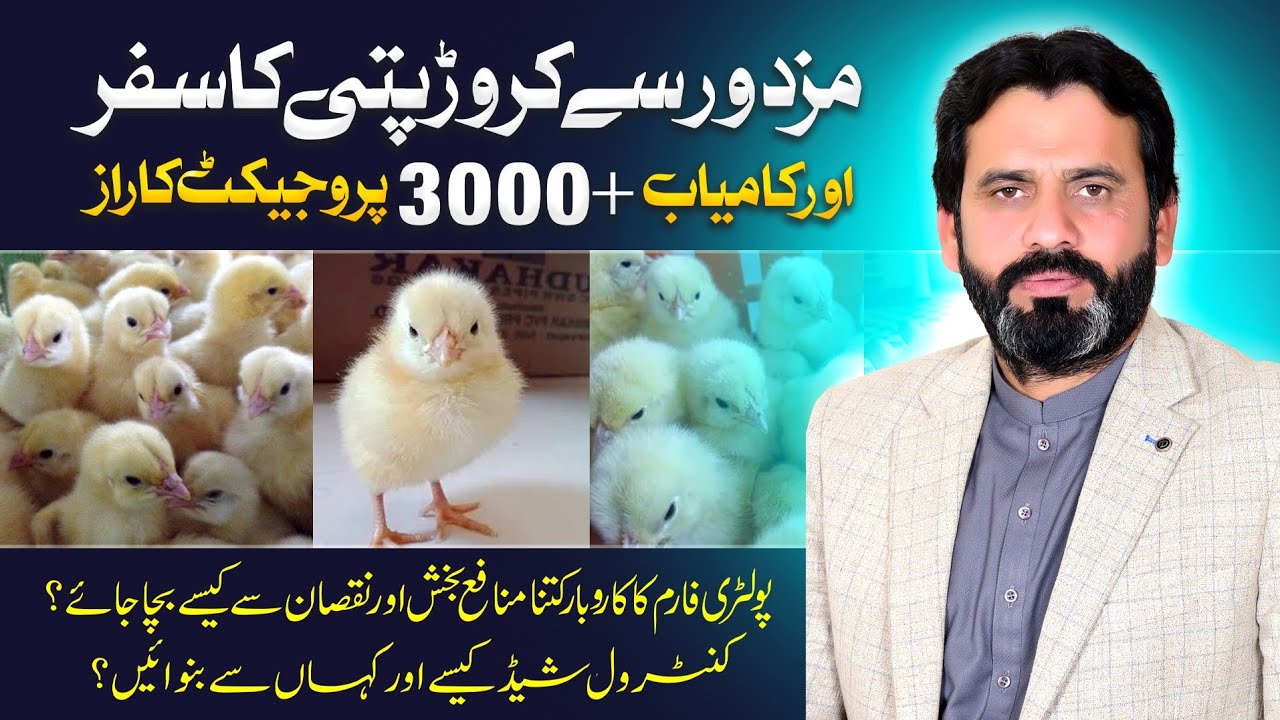 Control shed business in Pakistan | poultry farming business ideas | broiler chicken poultry farming
