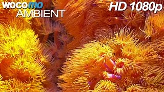 Sea Anemones with Spiritual Music (HD 1080p) ► 2 HOURS ◄ screenshot 1