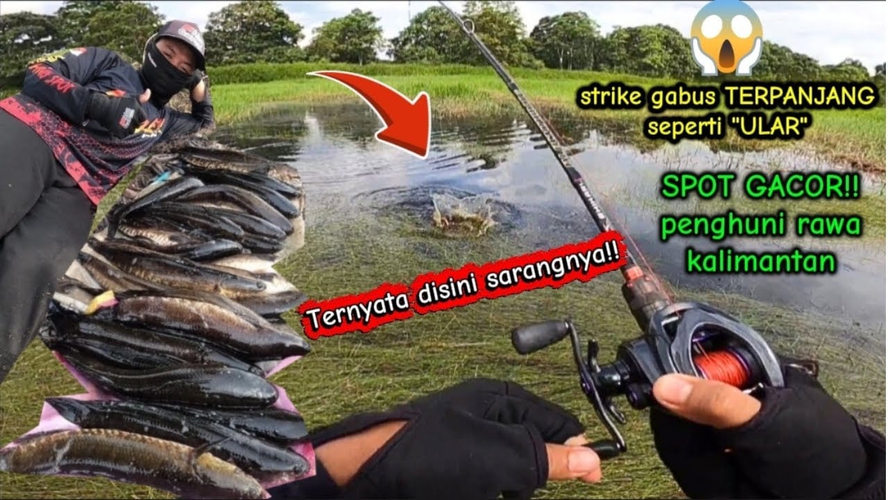 TERNYATA DISINI SARANGNYA‼️ Strike gabus babon TERPANJANG || SPOT KALIMANTAN