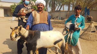 Top Quality Barbari Goats| Interview with Owner