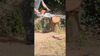 Stock 77cc ms461 Stihl #chainsaw