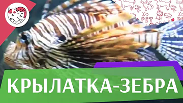 Крылатка зебра чернополосая размножение на ilikepet