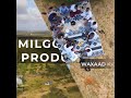 Milgo media production