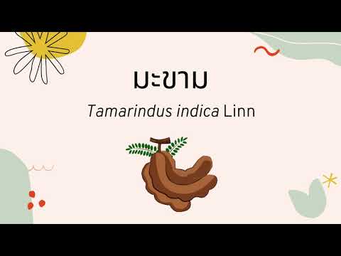 มะขาม Tamarindus indica Linn. Rx HCU