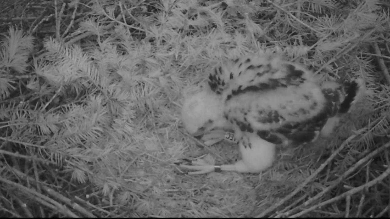 Colour Ringing Projects Goshawk ringed under GRMG colour ringing project - YouTube