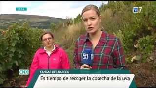 Vendimia uvas negras DOP Cangas con VidAs en Conexión Asturias TPA