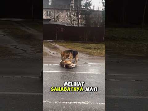 “🐶💔 Anjing ini kehilangan sahabatnya di pinggir jalan… ia terus duduk sedih #anjing #doglover #he