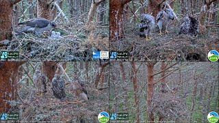 Goshawks the first 61 days from hatching to fledging | RSPB Abernethy Forest, Scotland