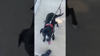 Bam Bam is available for adoption at Because Animals Matter @becauseanimalsmatter3115