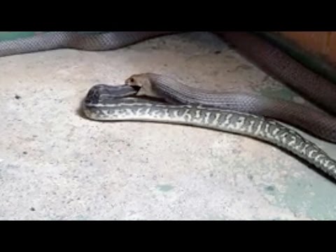 Eastern Brown Snake Eating Carpet Python - Eastern Brown Snake Eating Carpet Python