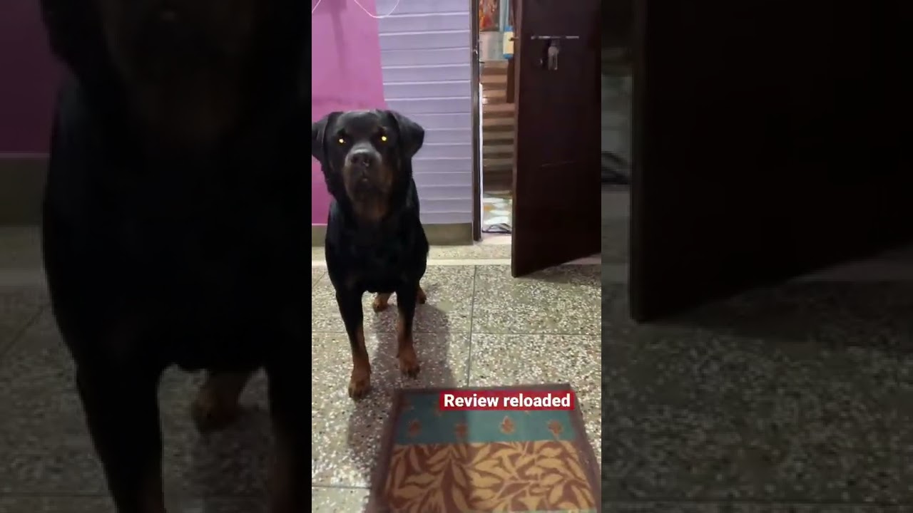 Cheeni ke puppies | Roxycheeni | review reloaded |