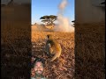 Monkey Trolls Lion Big Time #funnyanimals #wildlifecomedy #animalfails #savannamoments