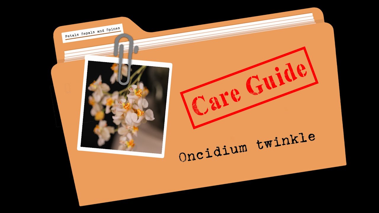Care Guides - Oncidium Twinkle // 