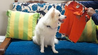 Surprising ❗❗❗Puppy Chooses Her Favourite  Color Dress,Lara Baby Doll