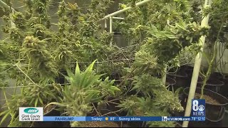 More states vote to legalize marijuana-use