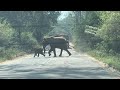 This baby elephant is trying to cross the road with mother elephant