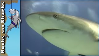 Shark Scuba Dive in Bahamas w/ over 40 Feeding Caribbean Reef Sharks - Stuart Cove's - 2012