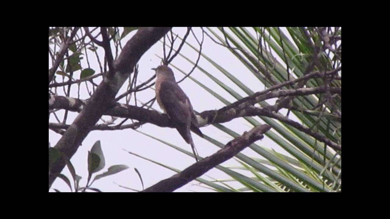 Common Hawk Cuckoo Brain Fever Bird