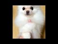 指にとまるポメラニアン