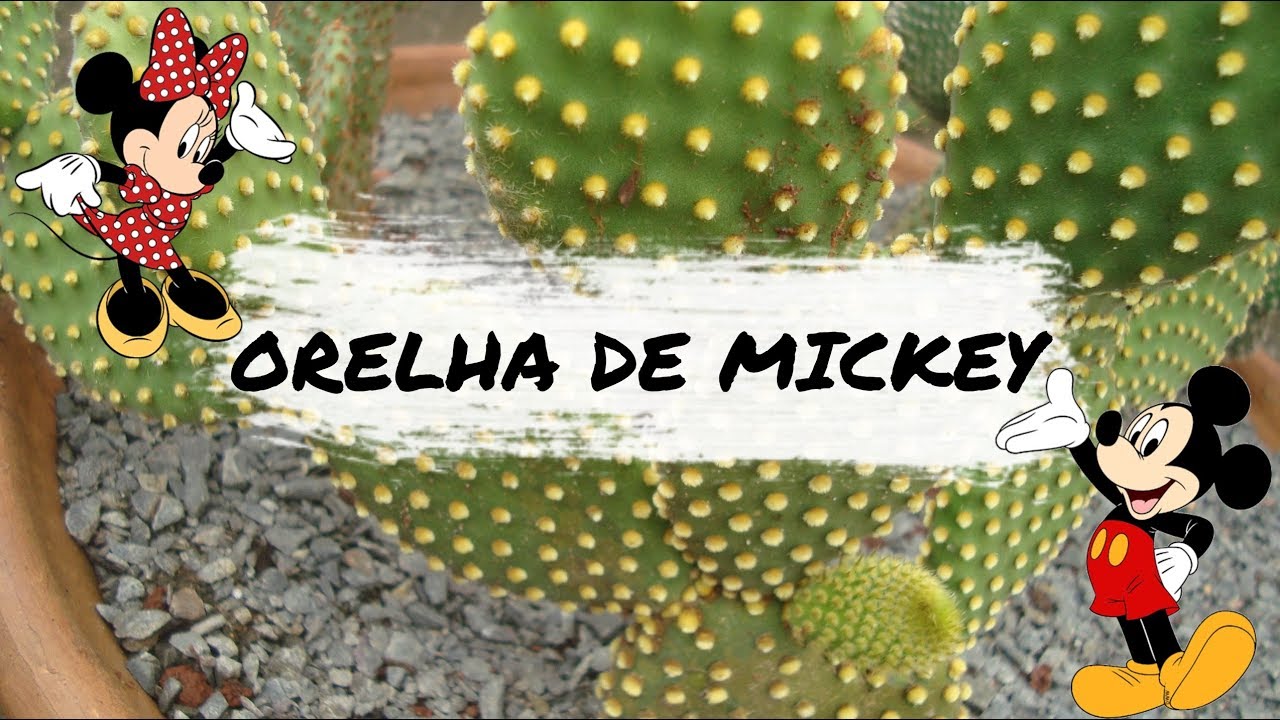 Orelha de coelho – Opuntia microdasys | Blog das Flores