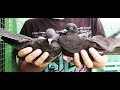 Игра - бой/ Бакинские молодые 2019/ Young pigeons begin to unfold