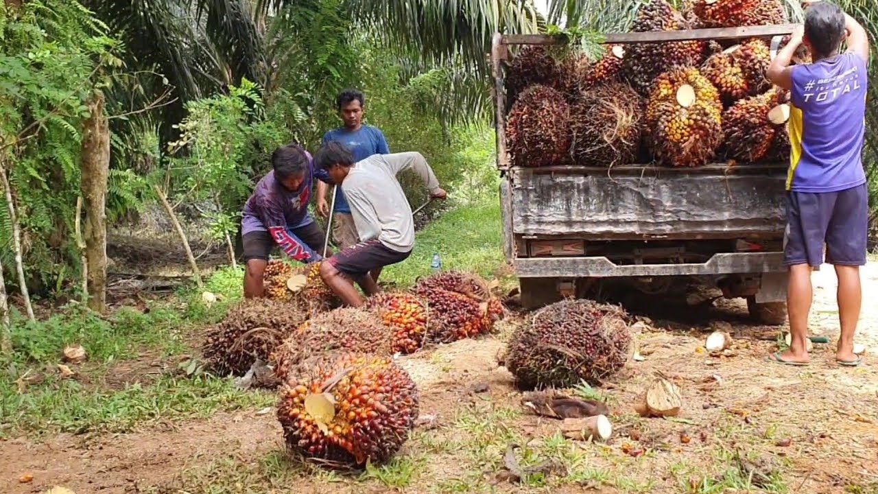 MUAT BUAH SAWIT SUPER DUPER IN  INDONESIA