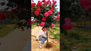 🌹 100% MAN-MADE Rose Tree! | 😲Nursery's Secret Technology! #shorts #tamil #facts #flowers #rose