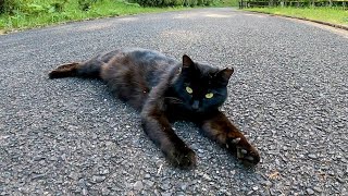 道の真ん中で寝ている黒猫をナデナデしてきた