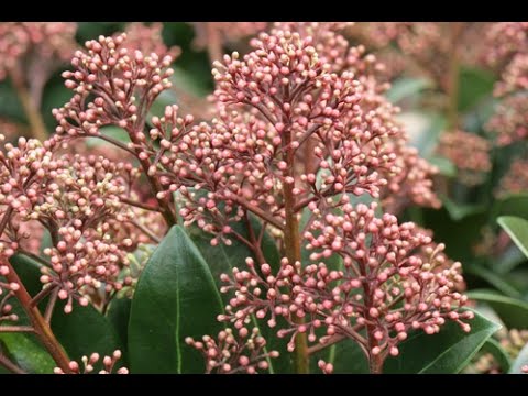 Vidéo: Skimmia : Rubéole Et Autres Variétés De Skimmia Japonais. Soins à Domicile