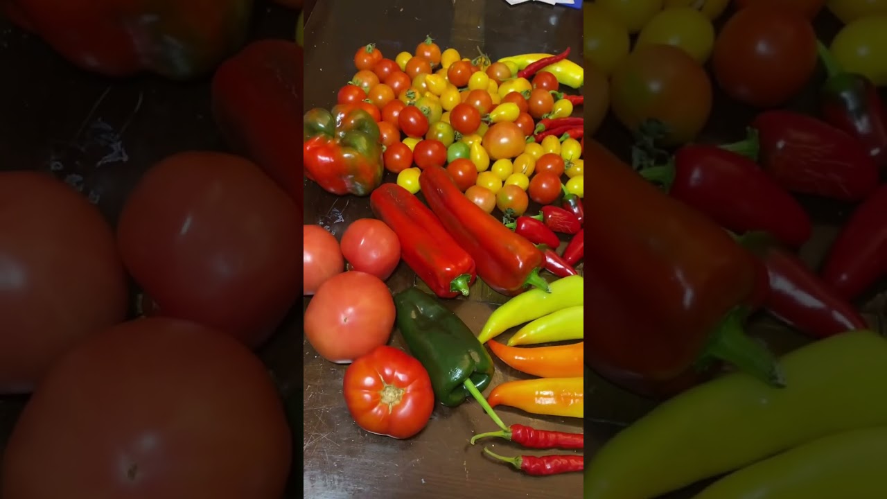 Fresh Garden Salsa Recipe