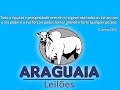 ARAGUAIA LEILÕES | NOVA CRIXÁS-GO 15/05/2026 | LEILÃO DE GADO AO VIVO