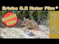 Kinderfilm (kids movie) Die flinke Maus von Vreden - nature film -