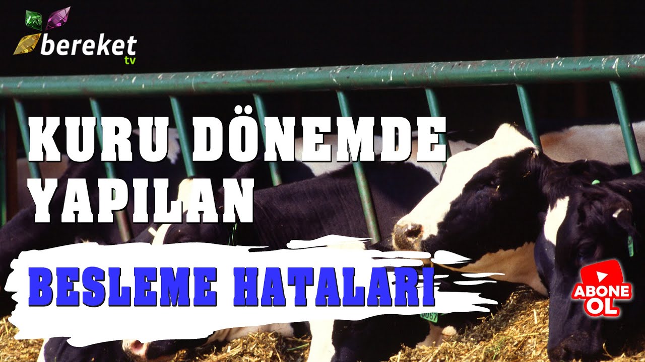 Hayvancılık Rehberi - Kuru Dönemde Yapılan Besleme Hataları