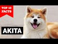 Akita - Top 10 Facts (Hachiko) の動画、YouTube動画。
