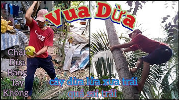 Vua Dừa Miền Tây//vua dừa leo xử lý cây dừa lửa xưa trái sai có nhiều độ khó và chặt dừa bằng tay