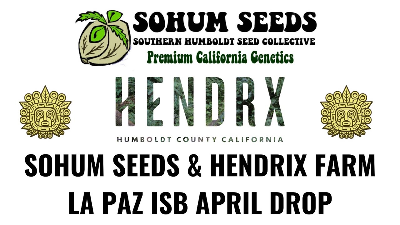 Sohum Seeds & Hendrx Farms Humboldt La Paz ISB April Drop. April 9th, 2025