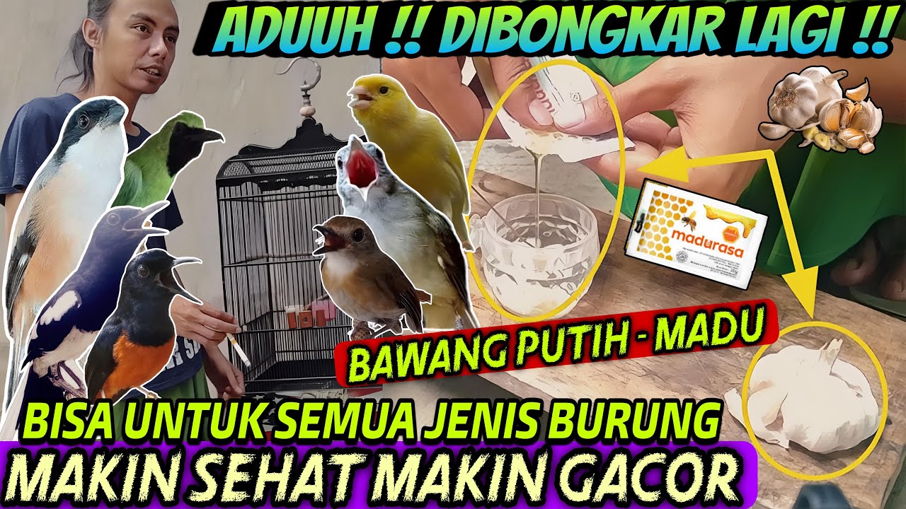 DIBONGKAR LAGI ‼️ TERNYATA PAKAI INI ⁉️ MUDAH DAN MURAH, BIKIN SEMUA BURUNG MAKIN SEHAT MAKIN GACOR