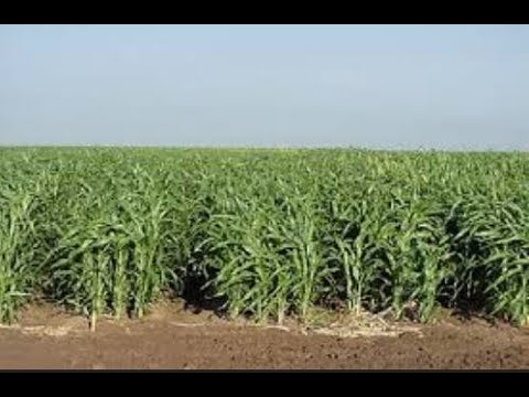 Видео: Sorghum Sudangrass арчилгаа - Судан өвсний бүрхэвч хэрхэн тариалах талаар сурах