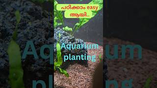 Aquarium Planting Easy   shortsfeed shorts