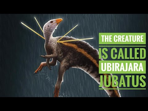 Ubirajara jubatus| found in Brazil|  amaging creature