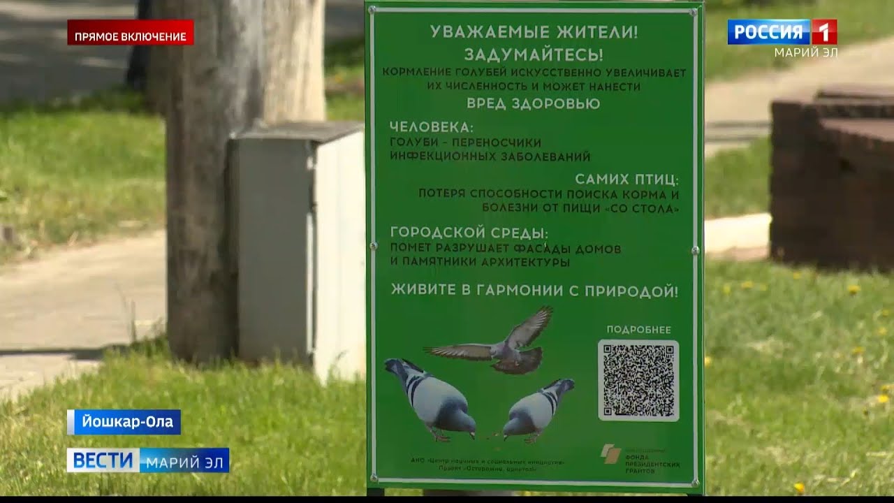 Йошкаролинцев просят не кормить голубей: их популяция увеличилась - YouTube